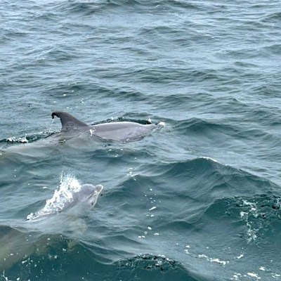 Two bottlenose dolphins swimming just below the surface of Pensacola Bay, creating ripples as they surface together.