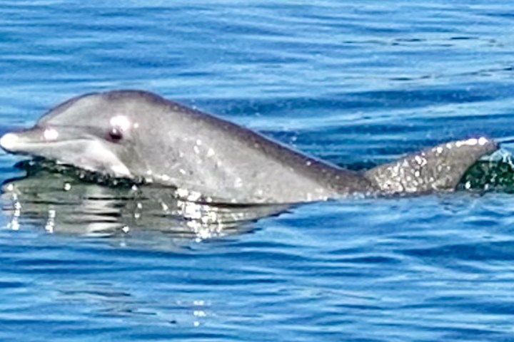 Baby dolphin calf swimming in the Santa Rosa Sand, Escambia County FL