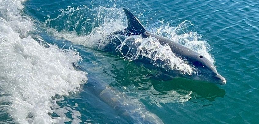 Dolphin jumping in the Frisky Mermaid boat's wake in the Pensacola Pass