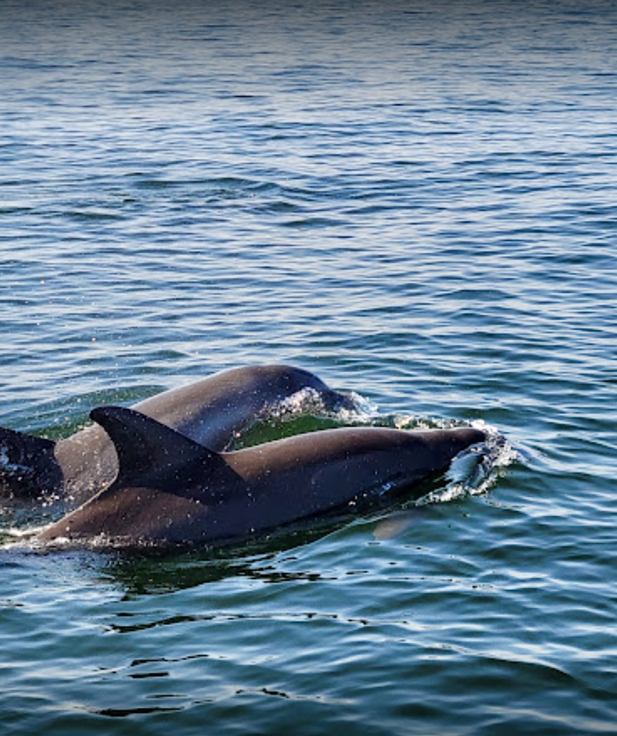 Two dolphins peaking out of Santa Rosa Sound while they swim.