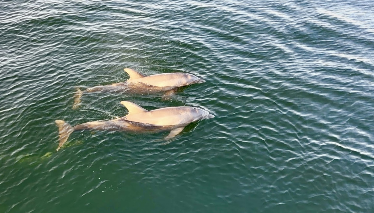 Two bottlenose dolphins swim side by side just below the surface in Pensacola Bay.