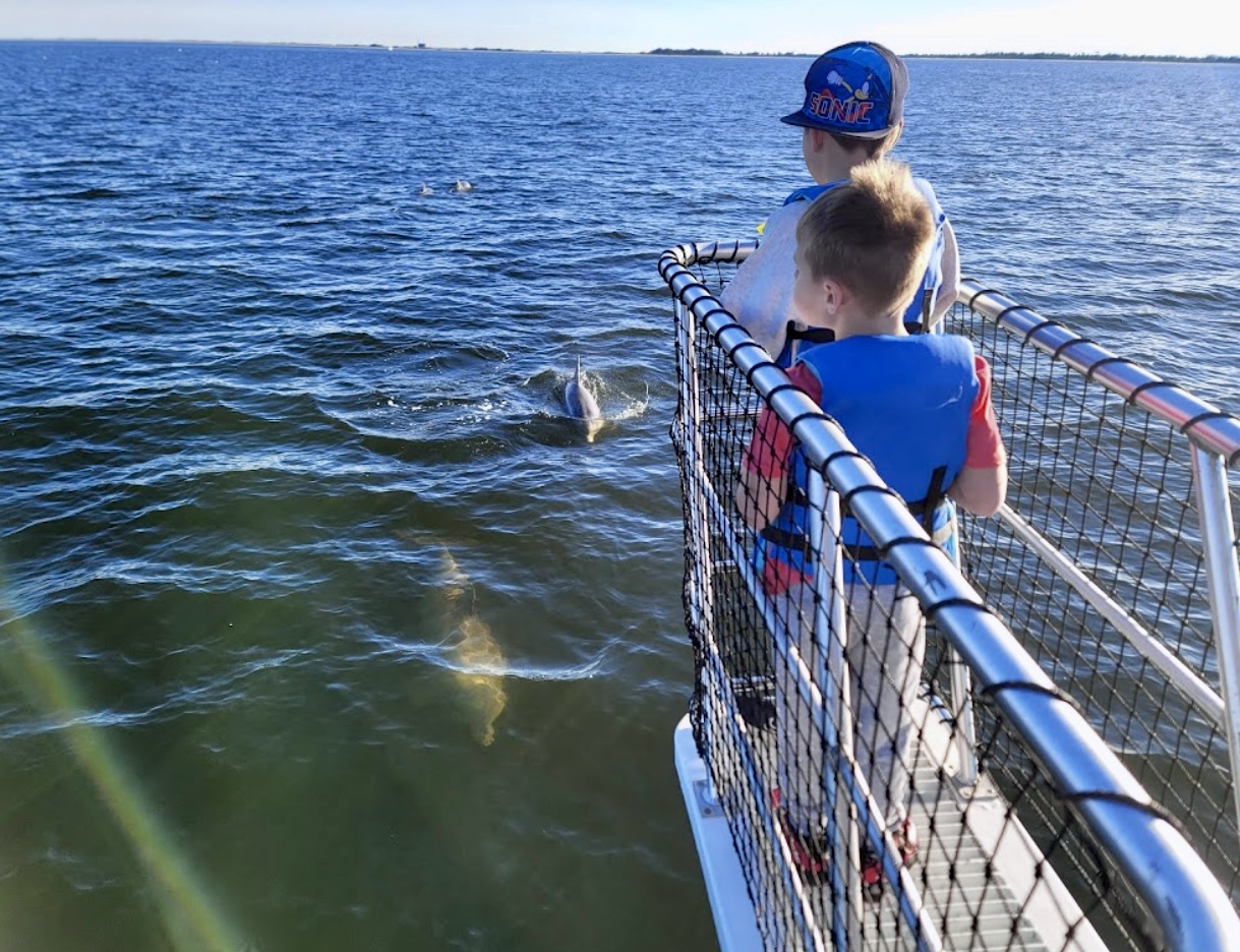 Wild dolphins swimming alongside the Frisky Mermaid in Pensacola Beach