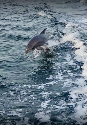 Dolphin jumping out of the water on Pensacola Beach
