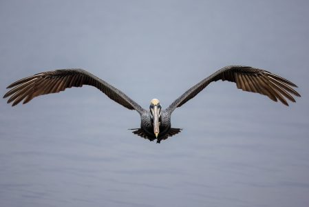 A pelican seen from a guests aboard the Frisky Mermaid dolphin cruise boat