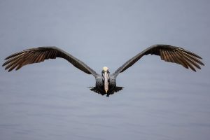 A pelican seen from a guests aboard the Frisky Mermaid dolphin cruise boat