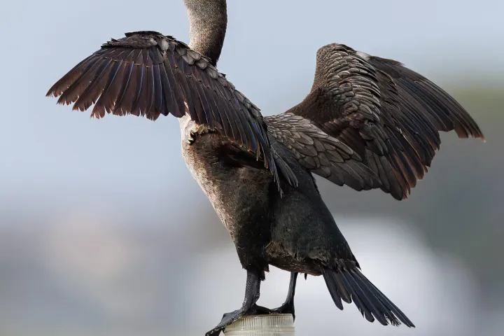 Dolphin cruise pensacola beach
