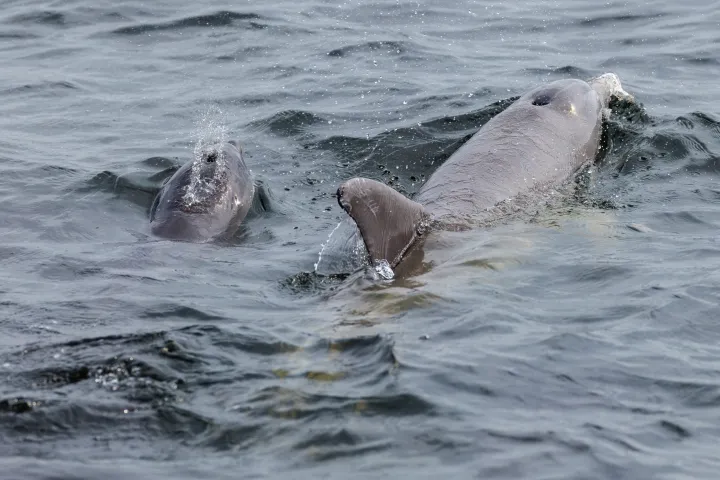Pensacola beach dolphin tour with Frisky Boat Tours