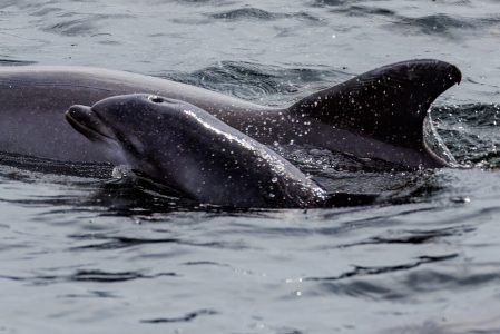 A dolphin calf swimming with Mommy dolphin in Santa Rosa Sound.