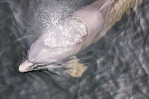 A dolphin just under the water line in the Santa Rosa Sound blows air out of the blowhole.