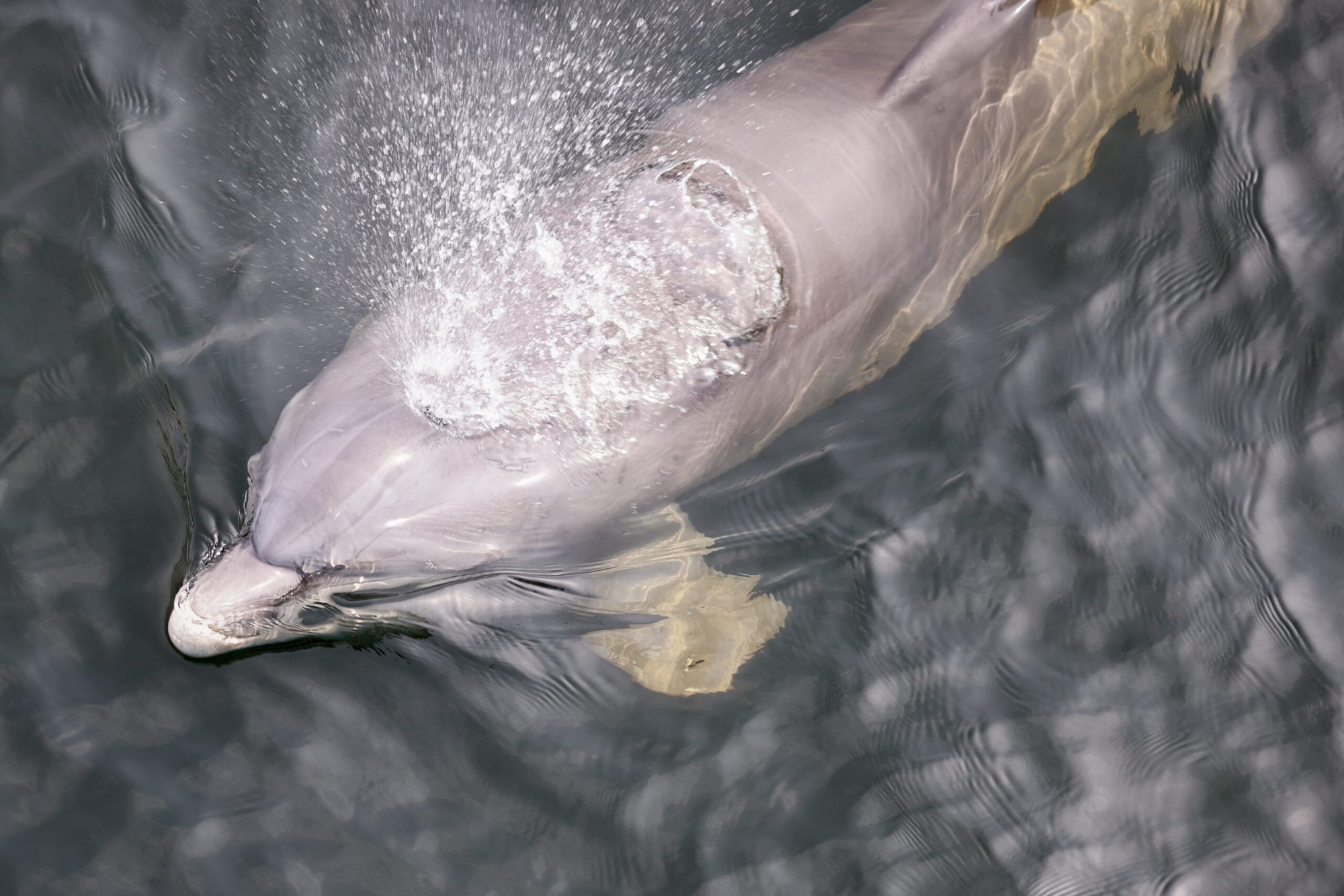 dolphin-blowhole A dolphin just under the water line in the Santa Rosa Sound blows air out of the blowhole.