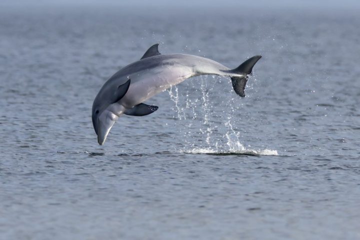 A bottlenose dolphin leaps gracefully above the water in Pensacola Bay during a guided dolphin cruise with Frisky Mermaid Dolphin Cruises & Pontoon Boat Rentals
