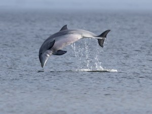 Pensacola Beach dolphin jumping out of the water on the Santa Rosa Sound in Escambia County.