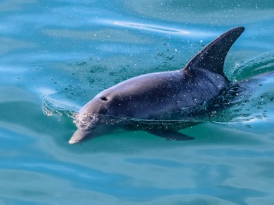 Dolphin swimming next to Frisky Mermaid in Pensacola Bay