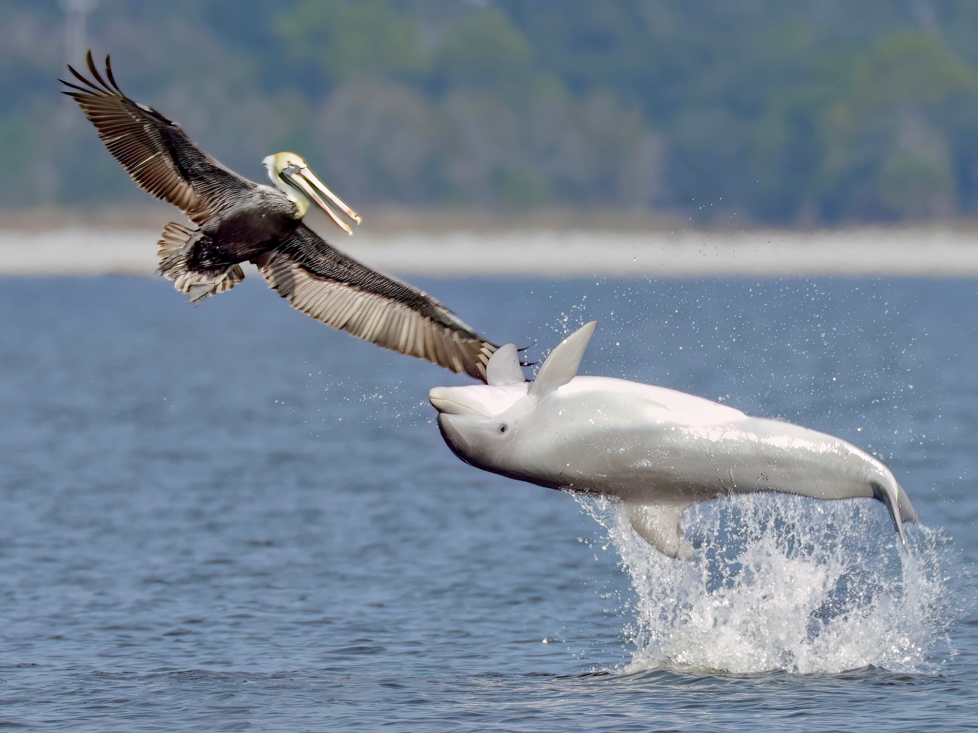 hifivebird.jpeg Pelican and dolphin high five over the Santa Rosa Sound in Escambia County.