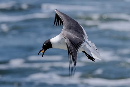 Pensacola shorebird flying over Frisky1 dolphin boat.