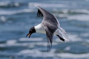 Pensacola shorebird flying over Frisky1 dolphin boat.