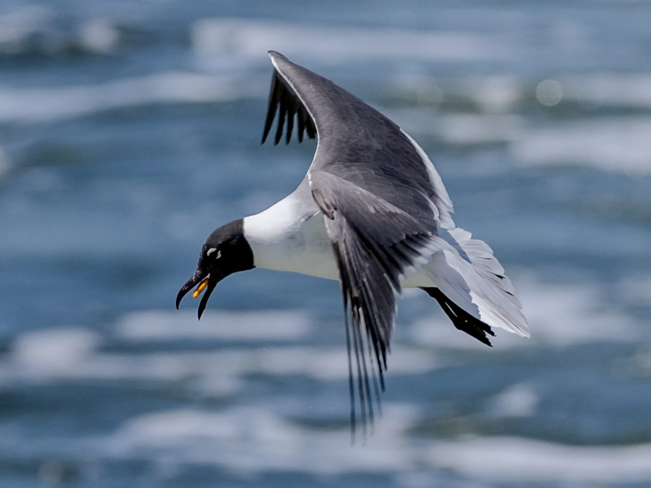Pensacola shorebird flying over Frisky1 dolphin boat.