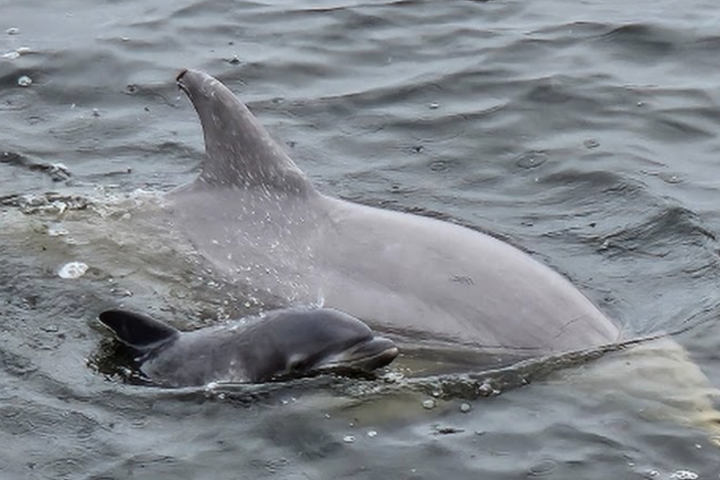 a dolphin swimming in a body of water