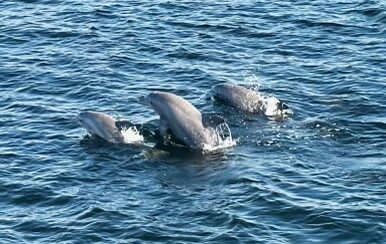 Three dolphins jumping out of the water on Pensacola Bay near Pensacola Beach Florida