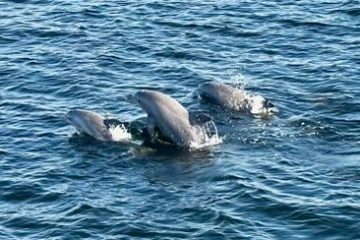 Three bottlenose dolphins surfacing together in Little Sabine Bay near Pensacola Beach, Florida.