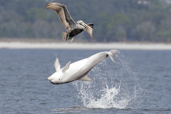 Bottlenose dolphin leaping from the water beside a brown pelican in the Santa Rosa Sound near Pensacola Beach, Little Sabine Bay, Big Sabine Bay, Sand Island, Fort Pickens, and NAS Pensacola.