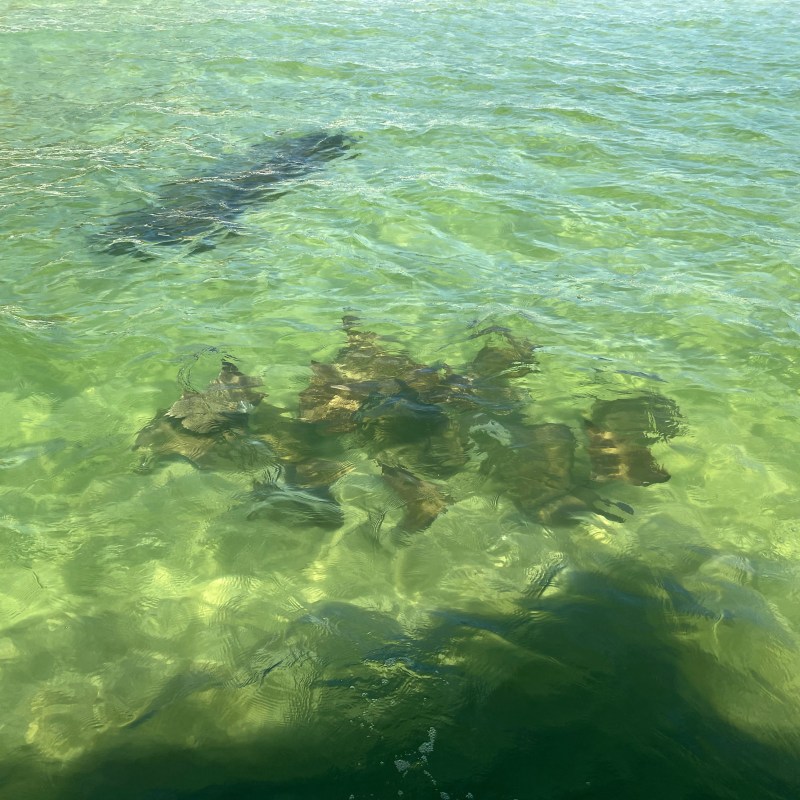 A small group of stingrays glides just beneath the clear, shallow green waters of Santa Rosa Sound, their silhouettes visible as they move calmly across the sandy bottom.