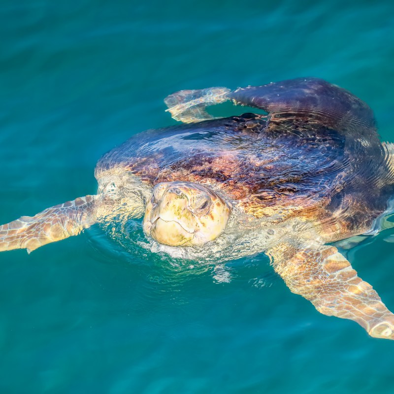 A large sea turtle swims just below the surface of clear turquoise water in the Santa Rosa Sound near Pensacola Beach, its shell and flippers visible as sunlight ripples across the water.