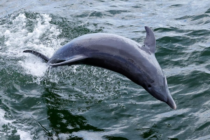 Bottlenose dolphin jumping out of the water near Frisky Mermaid in the Santa Rosa Sound, Pensacola Beach, Florida