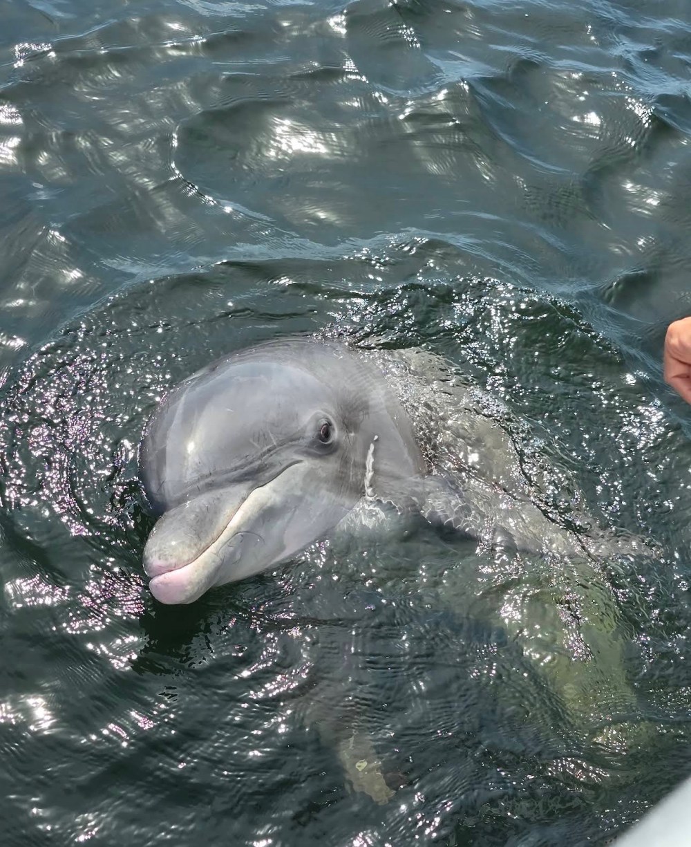 Dolphin saying hi to a pregnant women on Frisky Mermaid, up close and personal.