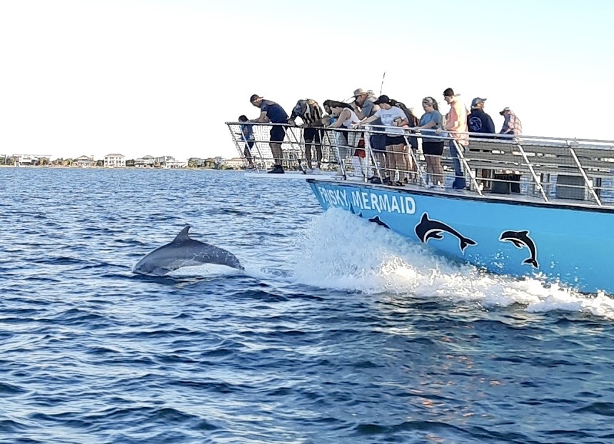 Bottlenose dolphin swimming alongside the Frisky Mermaid dolphin tour boat near Sand Island, Pensacola Beach.