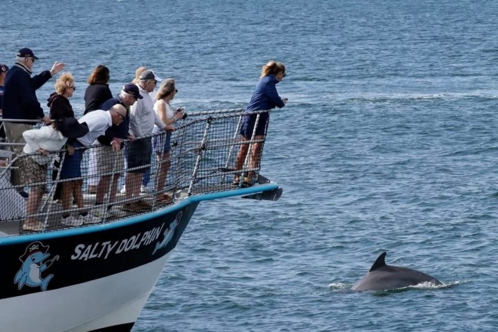 Guests watching a wild dolphin surface near the Salty Dolphin tour boat in Santa Rosa Sound near Pensacola Beach.