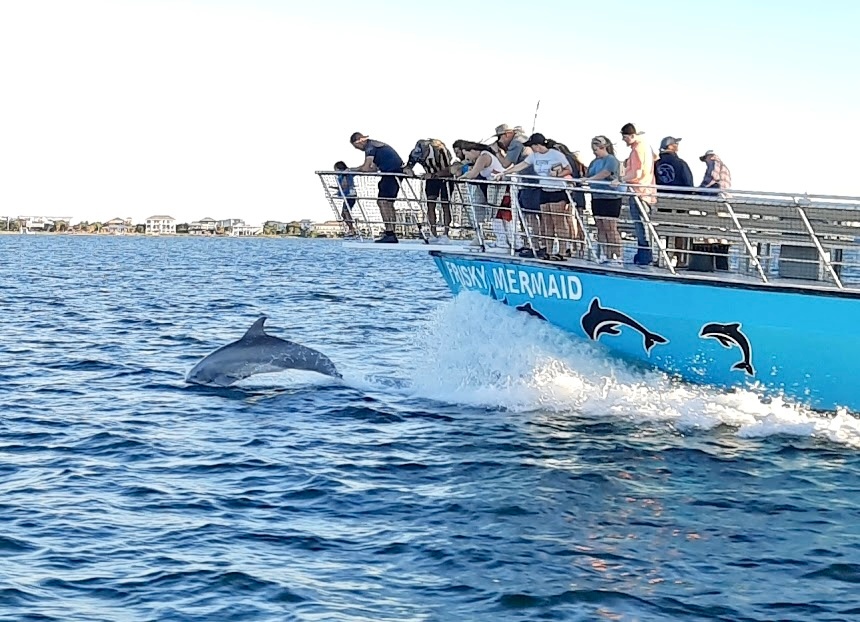 Bottlenose dolphin swimming beside the Frisky Mermaid dolphin cruise boat in Santa Rosa Sound near Pensacola Beach, Florida.