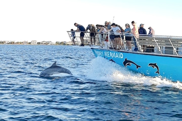 Bottlenose dolphin swimming beside the Frisky Mermaid dolphin cruise boat in Santa Rosa Sound near Pensacola Beach, Florida.