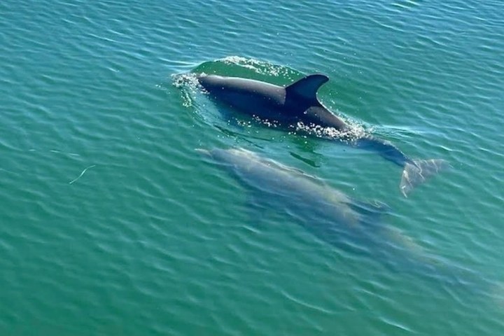 Two bottlenose dolphins swimming together in clear green water in Santa Rosa Sound near Pensacola Beach, Florida.