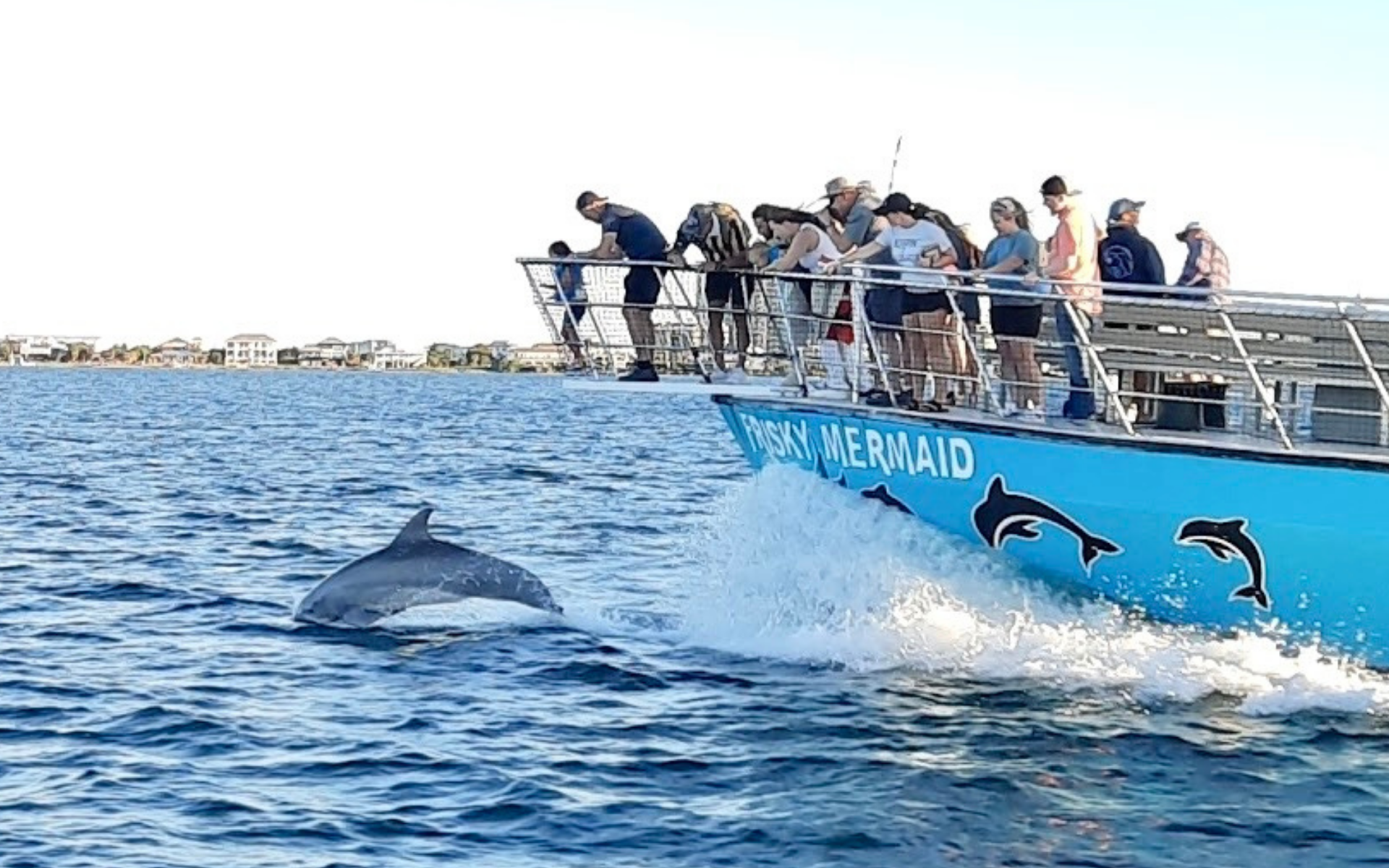 Dolphins jumping at the bow of the Frisky Mermaid dolphin cruise boat in Pensacola Beach