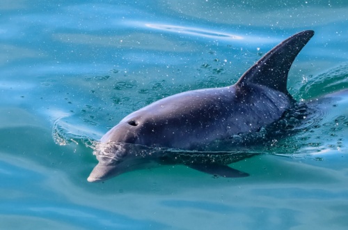 Dolphin swimming at the water's surface with visible fin and head.
