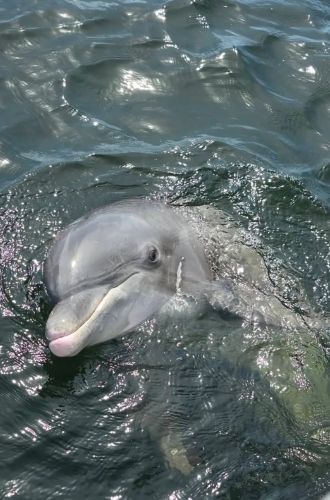 A dolphin surfaces in dark ocean water, its head partially above the waves.