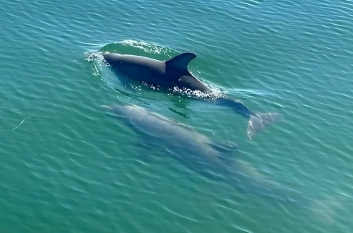 Two dolphins swimming in clear blue-green water.